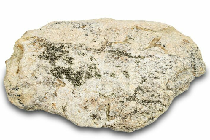 Dinosaur (Triceratops) Skull Section - Montana #264961